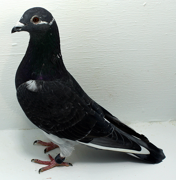 Band: AU 41408 AA 2025